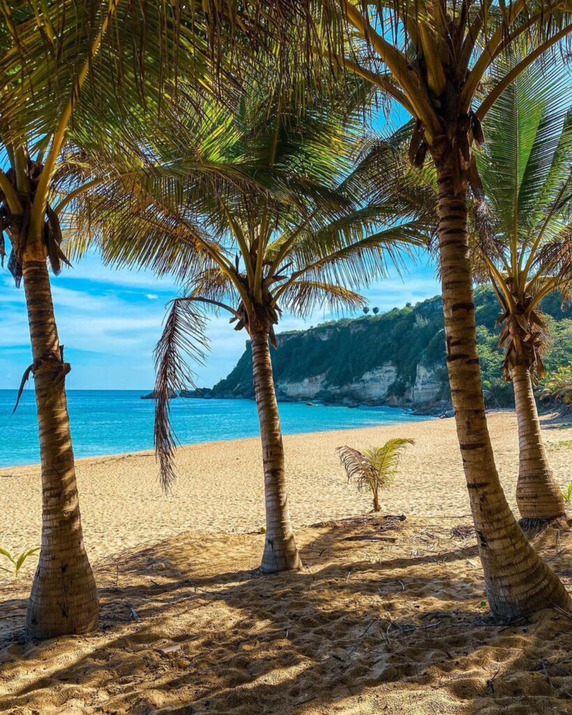 beach scene with palm trees
